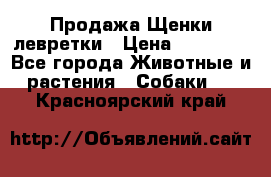 Продажа Щенки левретки › Цена ­ 40 000 - Все города Животные и растения » Собаки   . Красноярский край